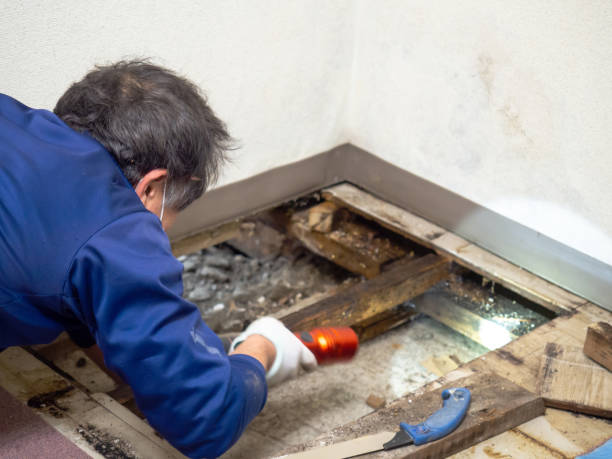 Trusted Florala, AL Mold Removal Experts