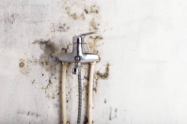 Best Same-Day Mold Removal  in Flora, AL