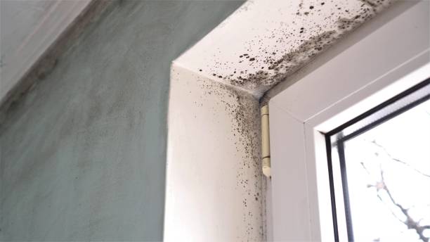 Best Residential Mold Removal  in Flora, AL