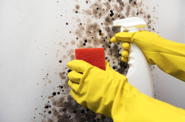 Best Mold Damage Repair  in Flora, AL